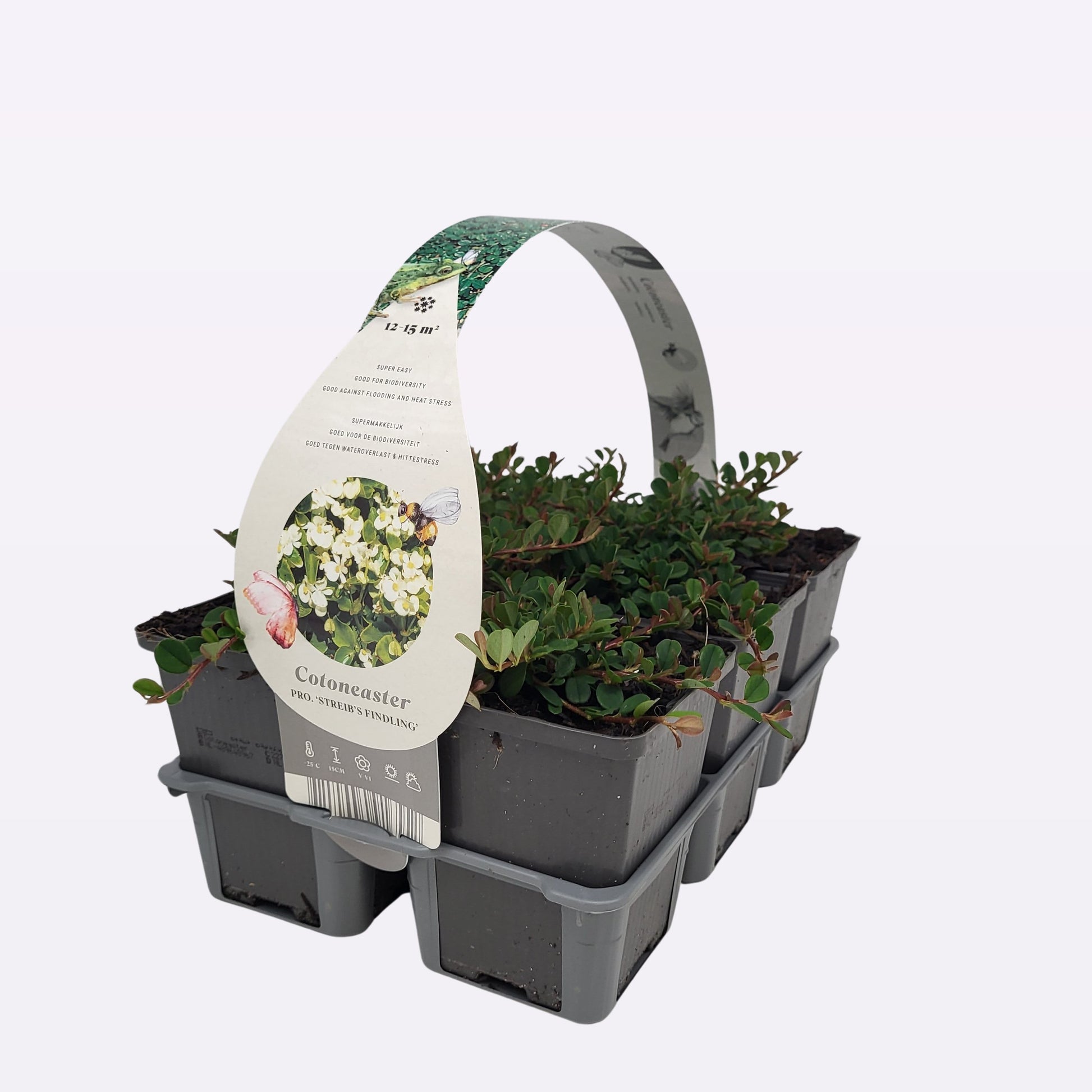Cotoneaster pro. Streib's Findling 12cm 9cm Pot