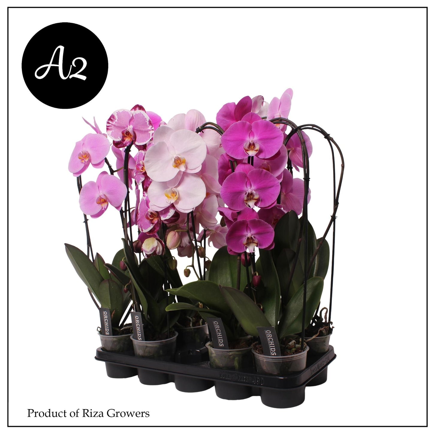 Phalaenopsis mix cascade A2 60cm 12cm Pot