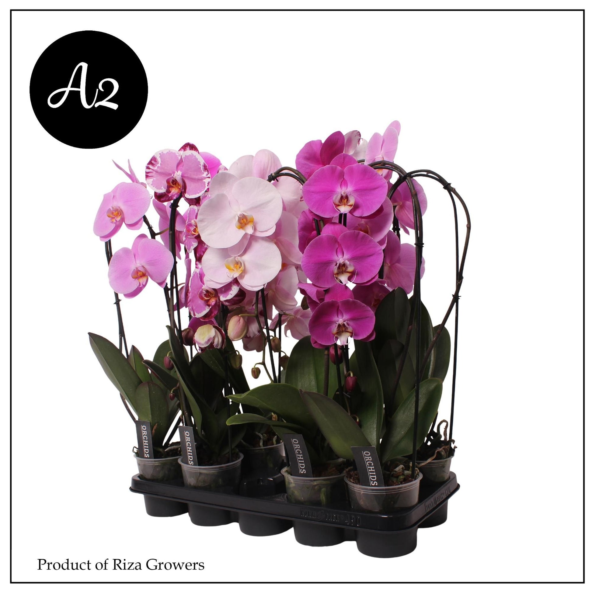 Phalaenopsis mix cascade A2 60cm 12cm Pot