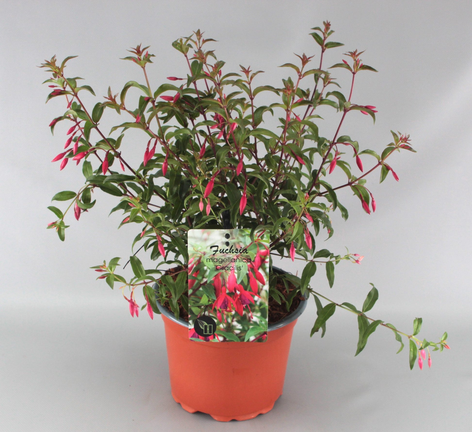 Fuchsia mag. Gracilis 611cm 17cm Pot