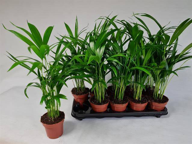Dypsis lutescens 45cm 12cm Pot