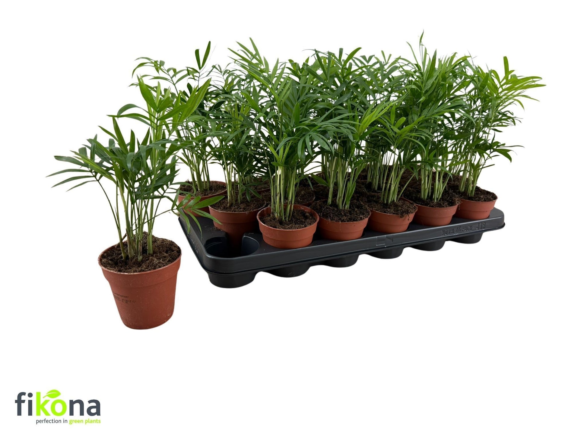 Chamaedorea elegans 31cm 9cm Pot