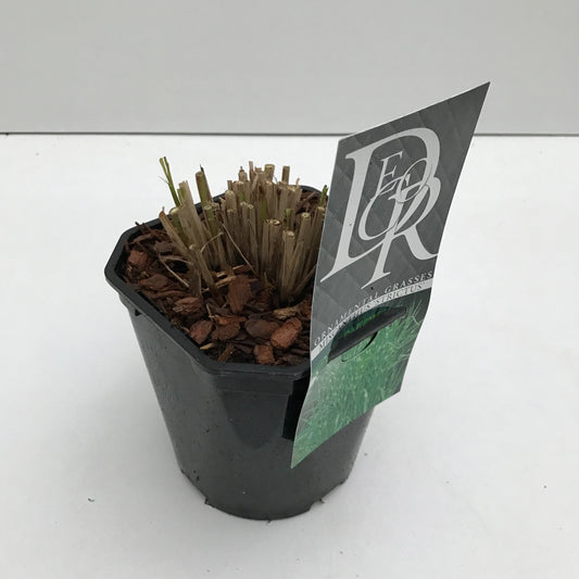 Miscanthus sin. Strictus 30cm 17cm Pot