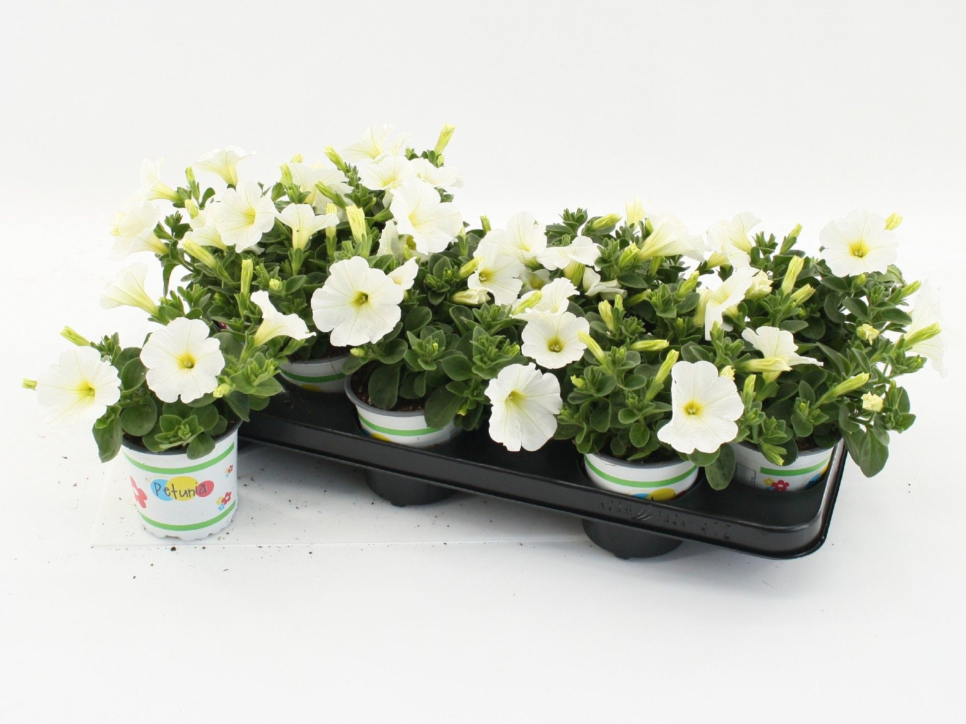Petunia compact white 20cm 510cm Pot