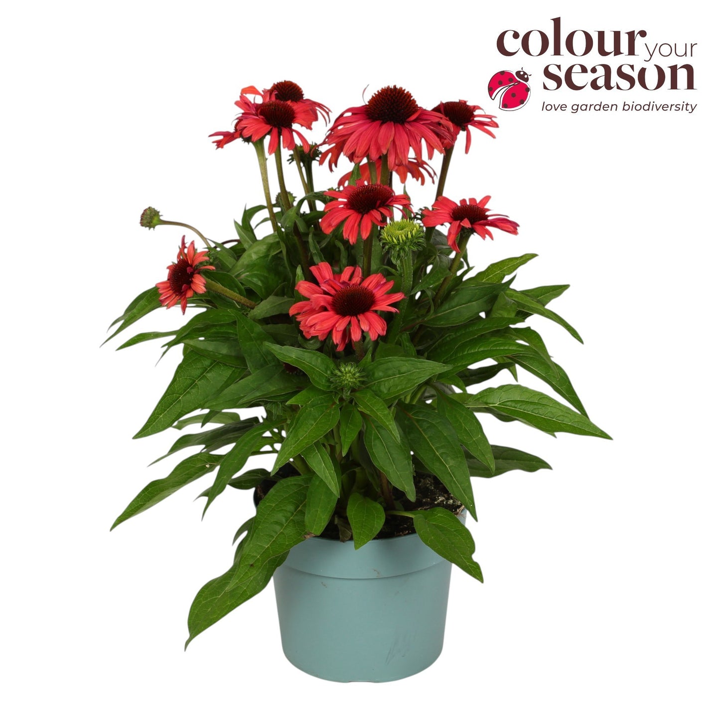 Echinacea mooodz Devotion 40cm 19cm Pot