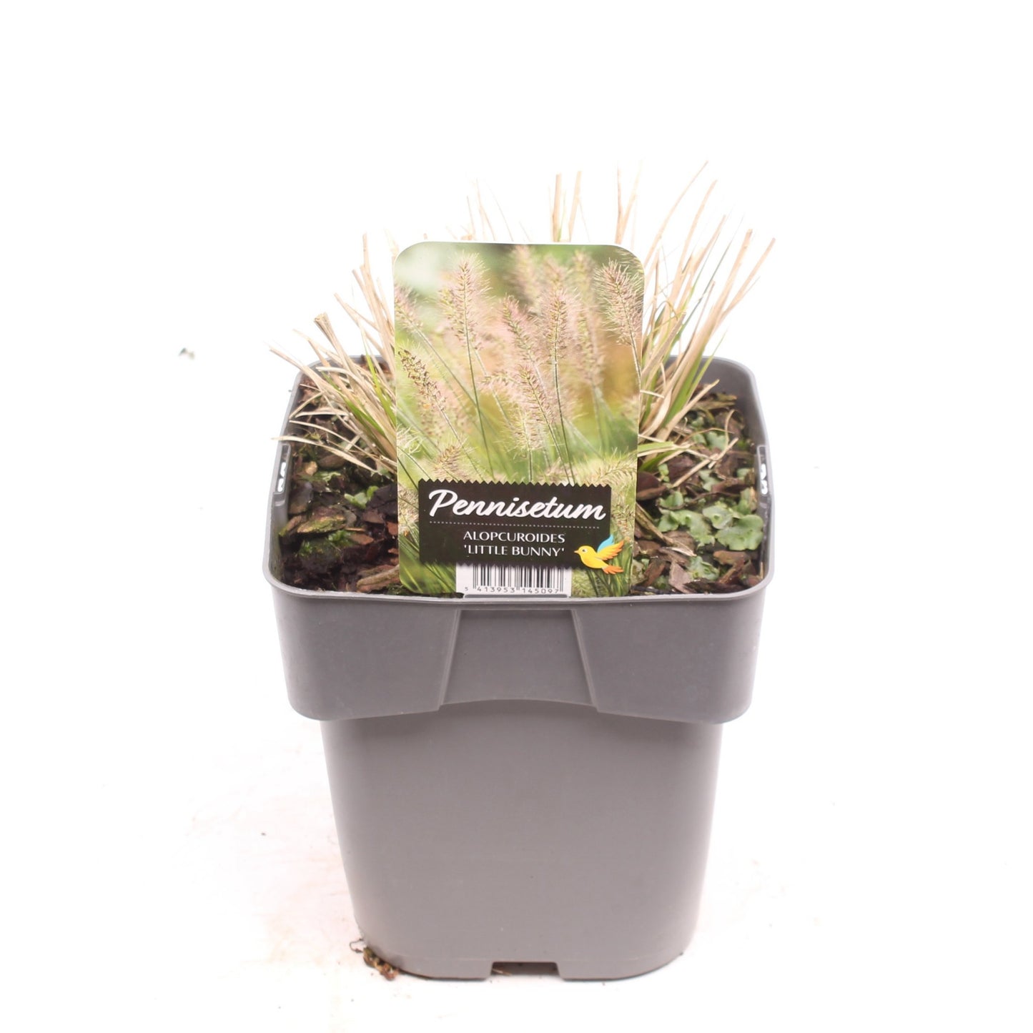 Pennisetum alo. Little Bunny 25cm 17cm Pot
