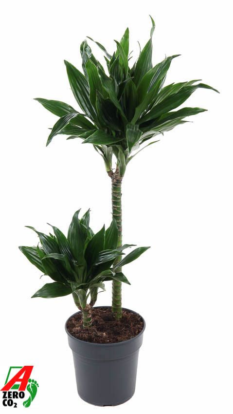 Dracaena fragrans Green Jewel 45-15 100cm 19cm Pot