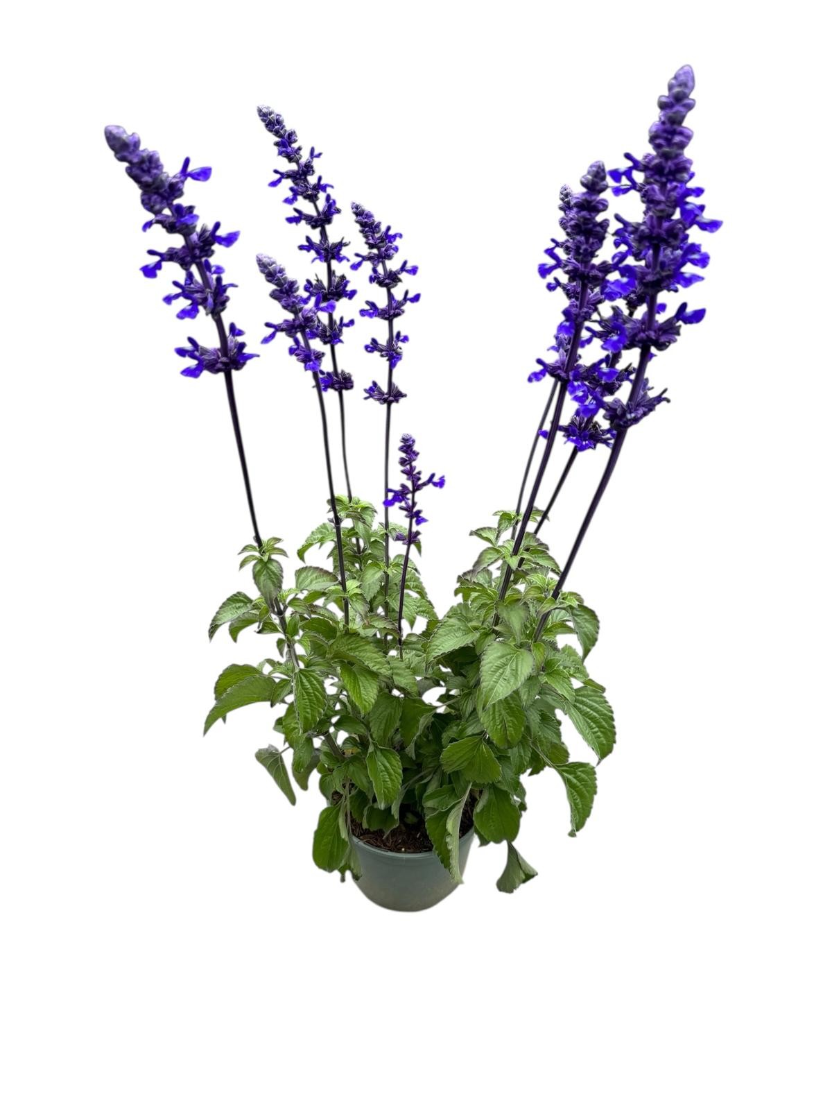 Salvia Mystic Spires Blue 50cm 17cm Pot