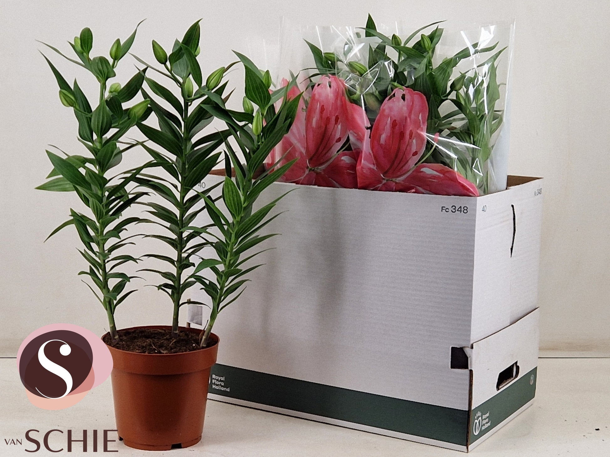 Lilium Roselily Nowa 65cm 19cm Pot