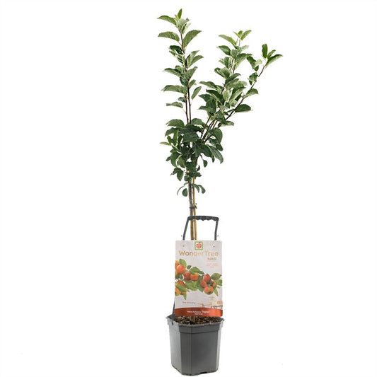 Malus domestica (Apple) Double U 160cm 24cm Pot