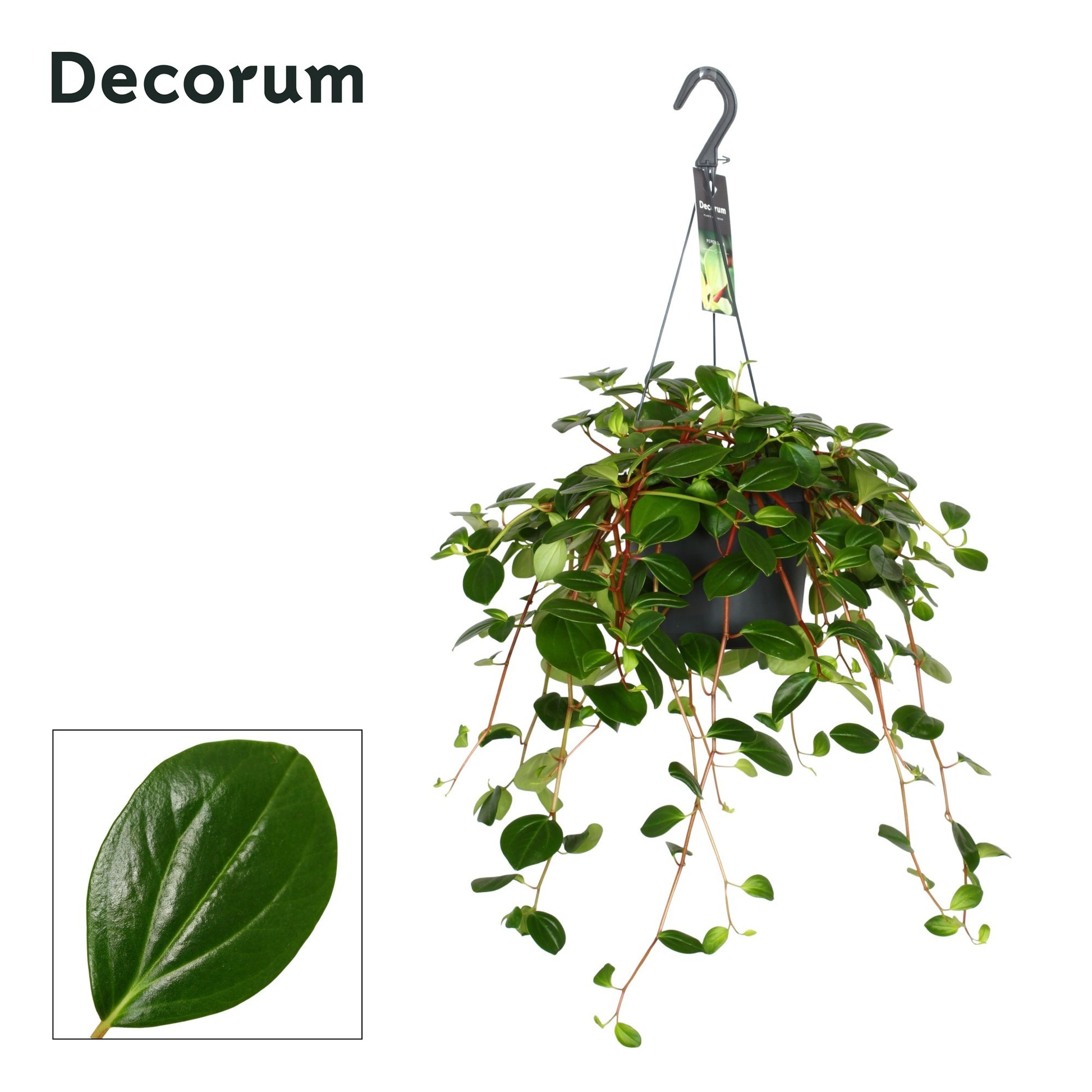 Peperomia Smaragd 35cm 17cm Pot