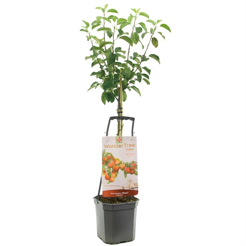 Malus Elstar van Vliet 160cm 24cm Pot