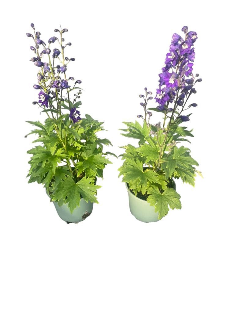 Delphinium Blue White Bee 45cm 17cm Pot