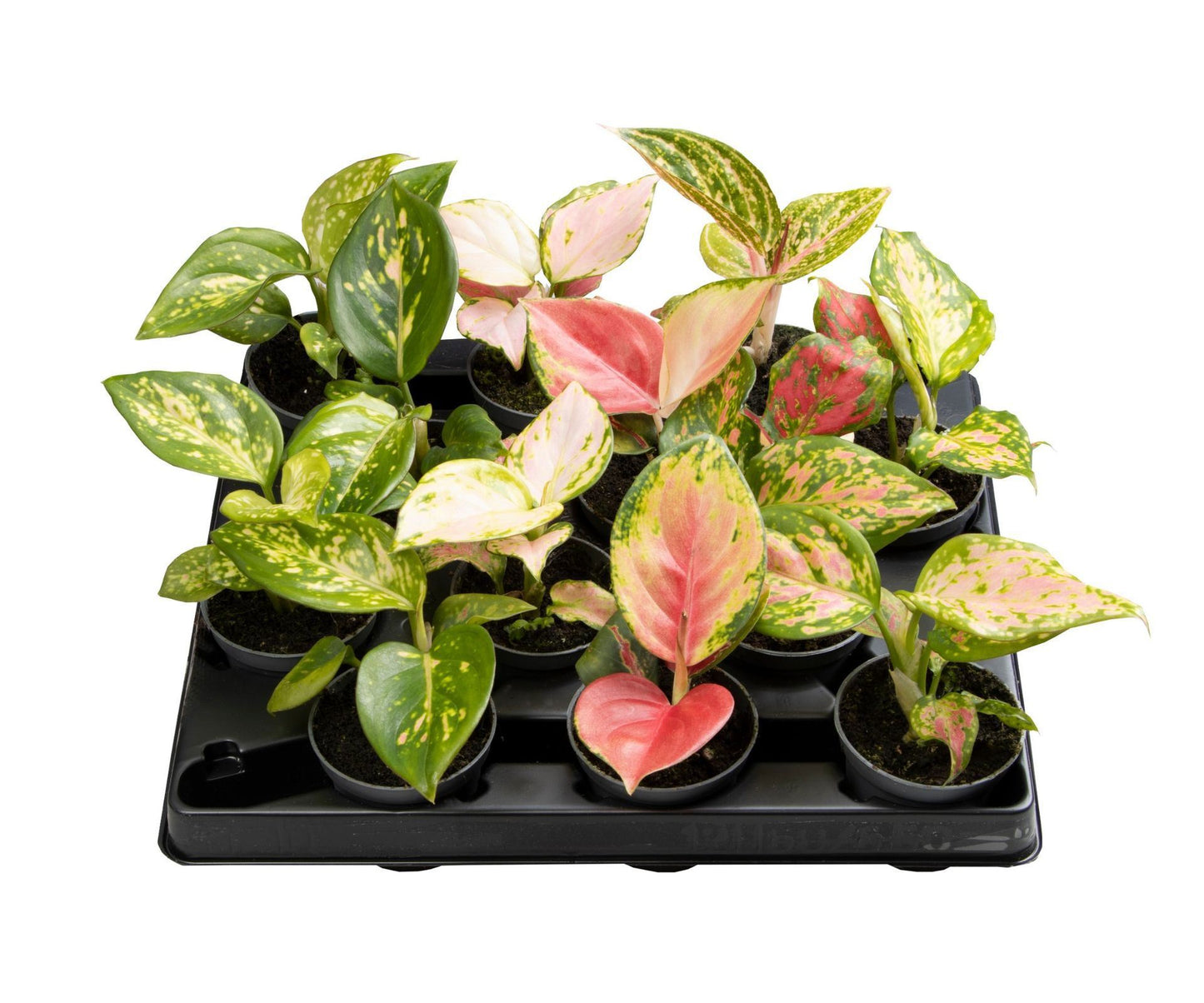 Aglaonema mix 8cm 6cm Pot