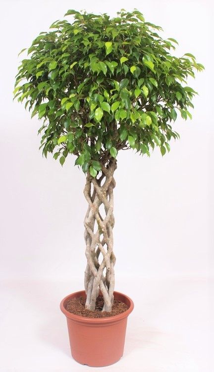Ficus benj. Exotica cylinder 170cm 40cm Pot