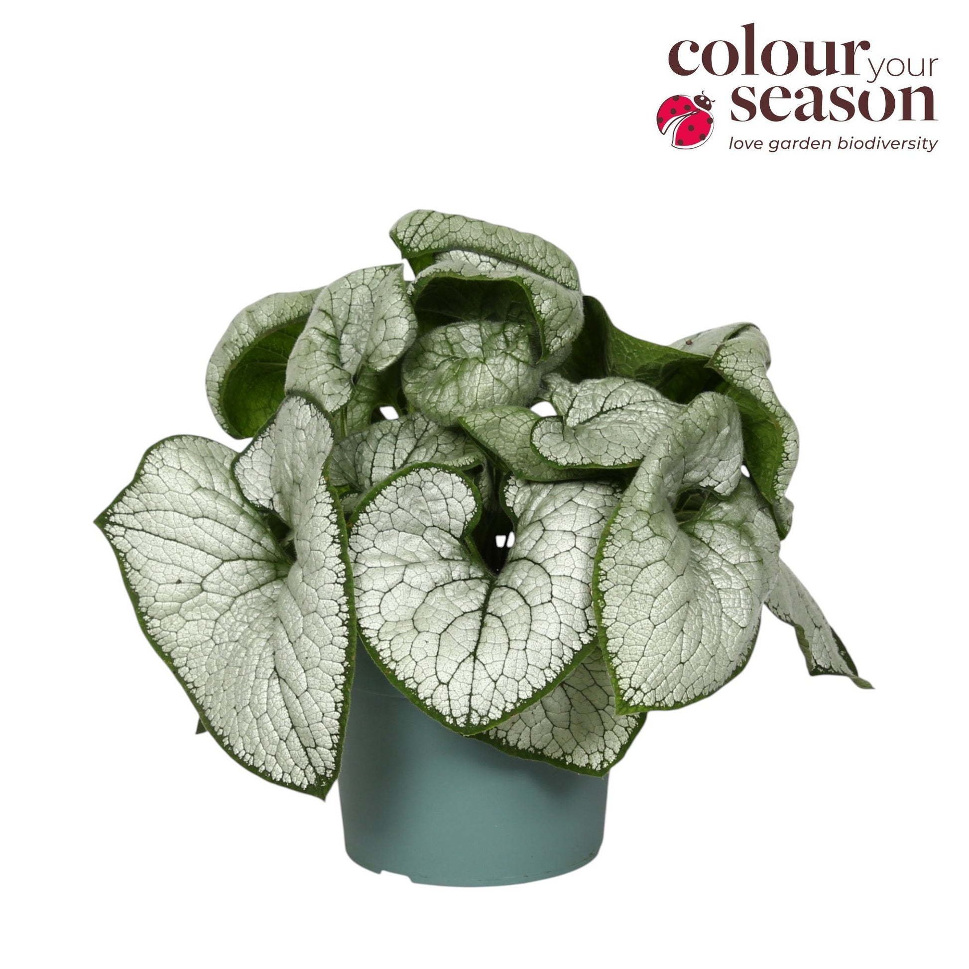 Brunnera macr. Silver Heart 40cm 19cm Pot