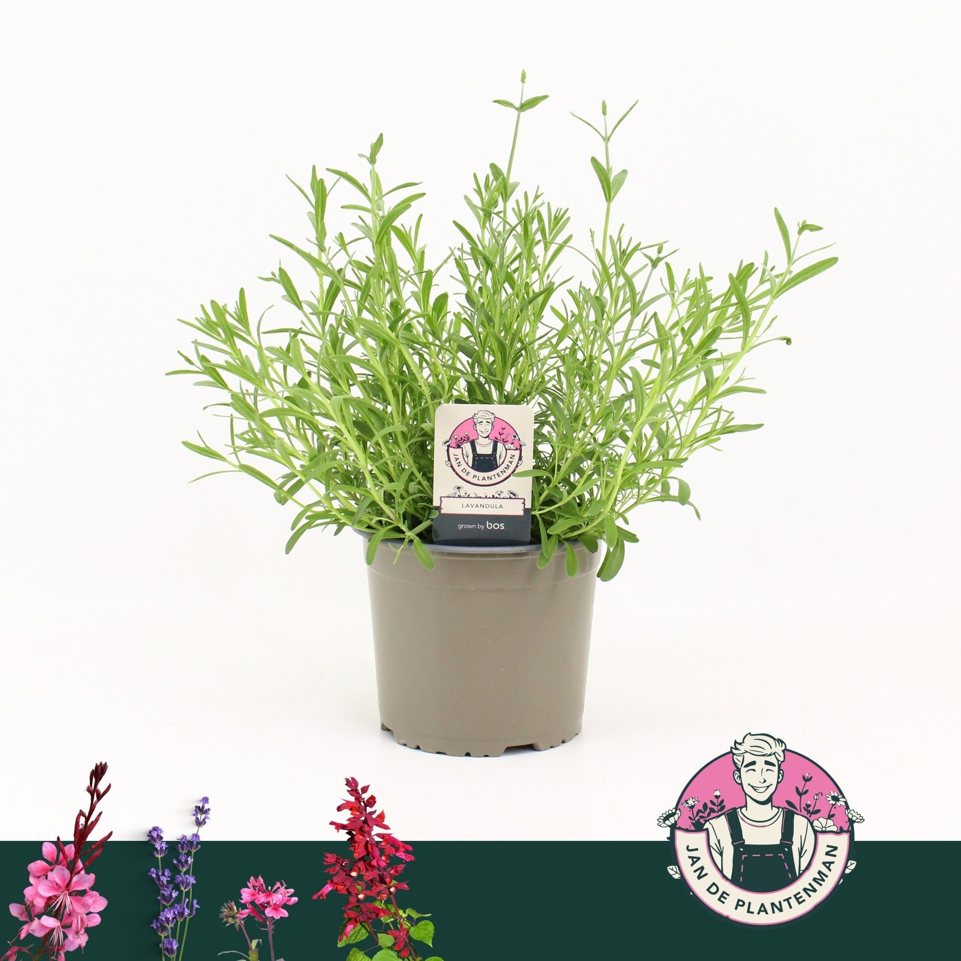 Lavandula ang. Ardeche Blue 40cm 17cm Pot