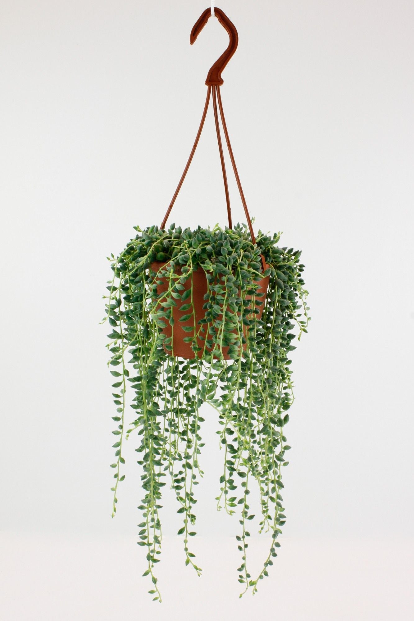 Senecio string of beads 20cm 12cm Pot
