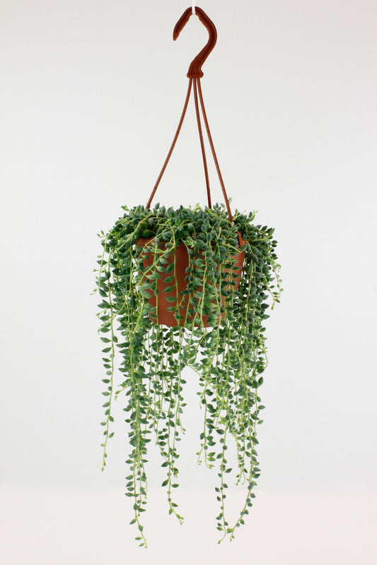 Senecio string of beads 20cm 12cm Pot