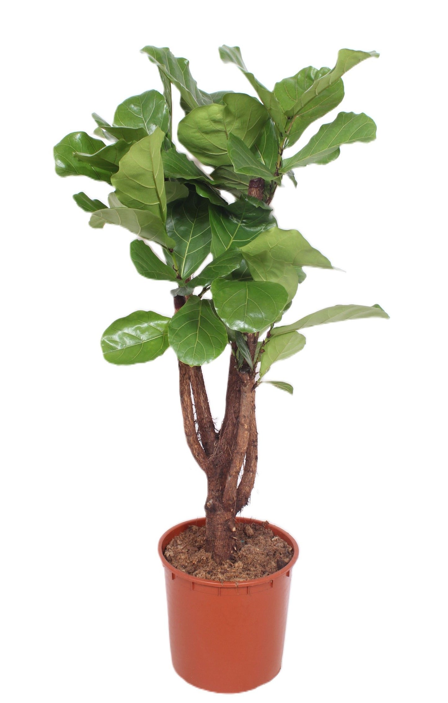 Ficus lyrata 150cm 34cm Pot