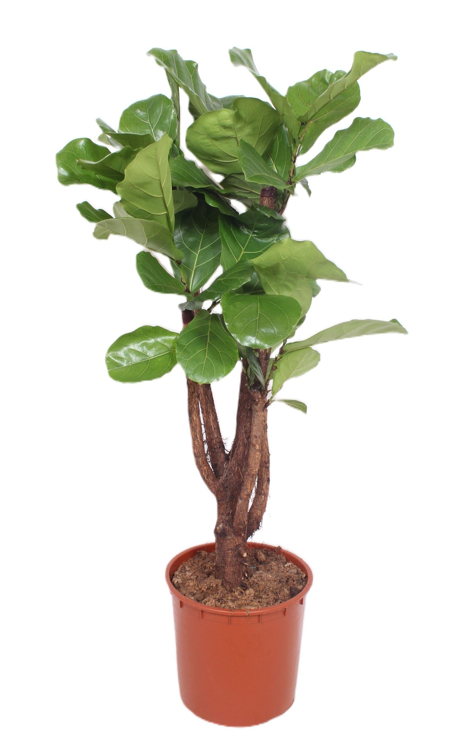 Ficus lyrata 150cm 34cm Pot