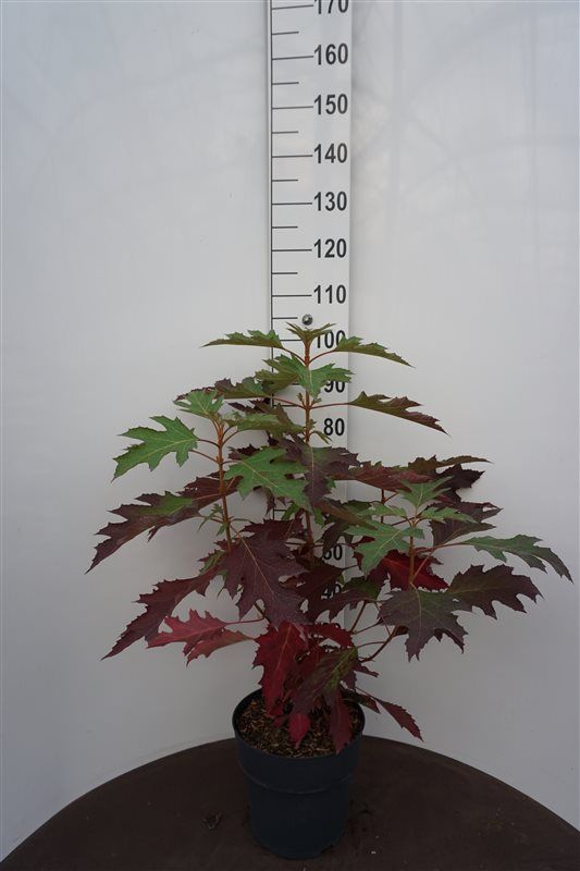 Hydrangea quercifolia 85cm 27cm Pot