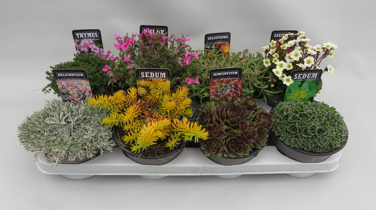 Rockery plants mix 5cm 14cm Pot