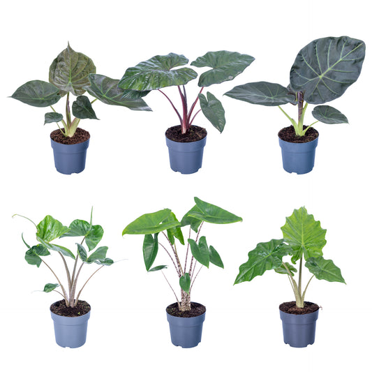 Alocasia mix 65cm 17cm Pot
