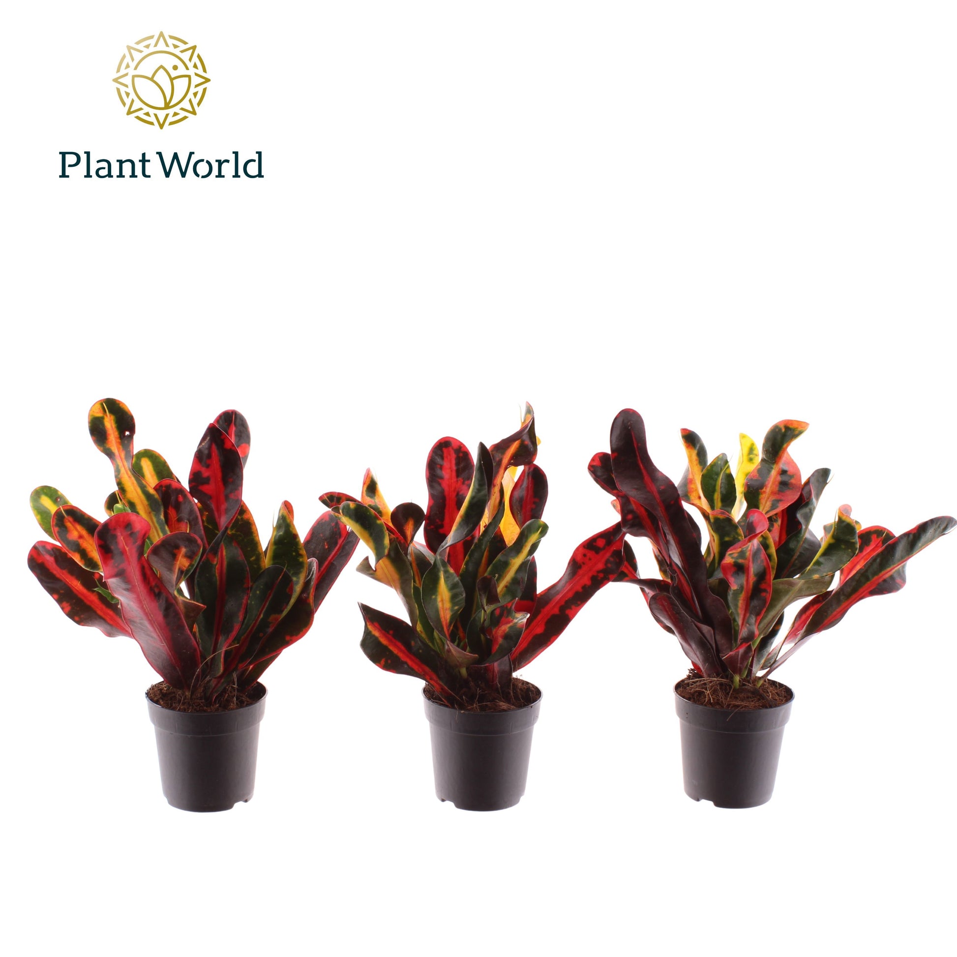 Codiaeum Mammi 20cm 7cm Pot