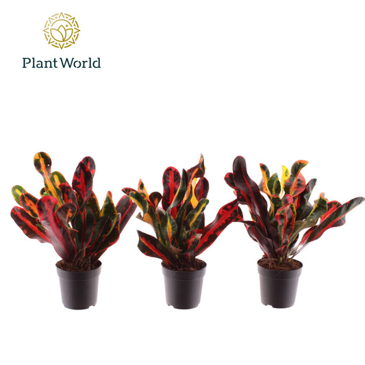 Codiaeum Mammi 20cm 7cm Pot