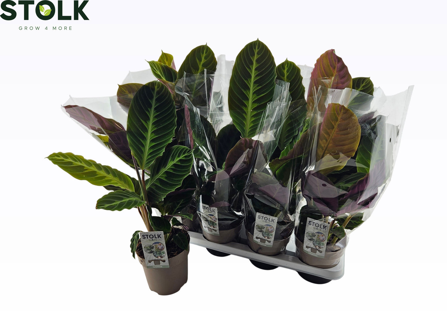 Calathea Warscewiczii 55cm 14cm Pot