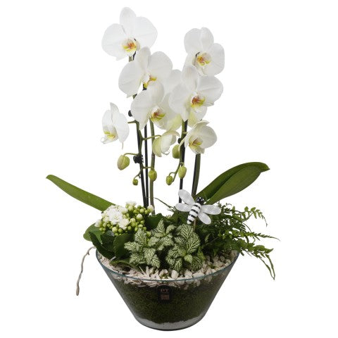 PTIG2679 Arrangementen kamerplanten 55cm 25cm Pot