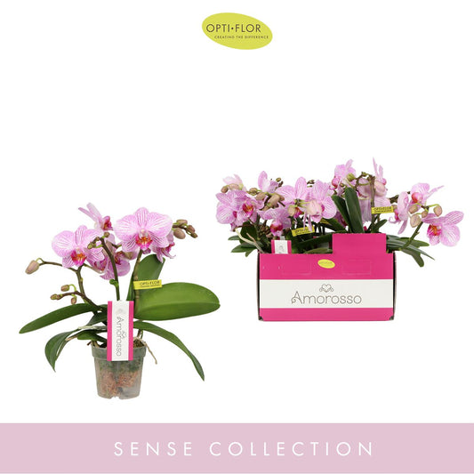 Phalaenopsis multi flower Amorosso Merlini 25cm 7cm Pot