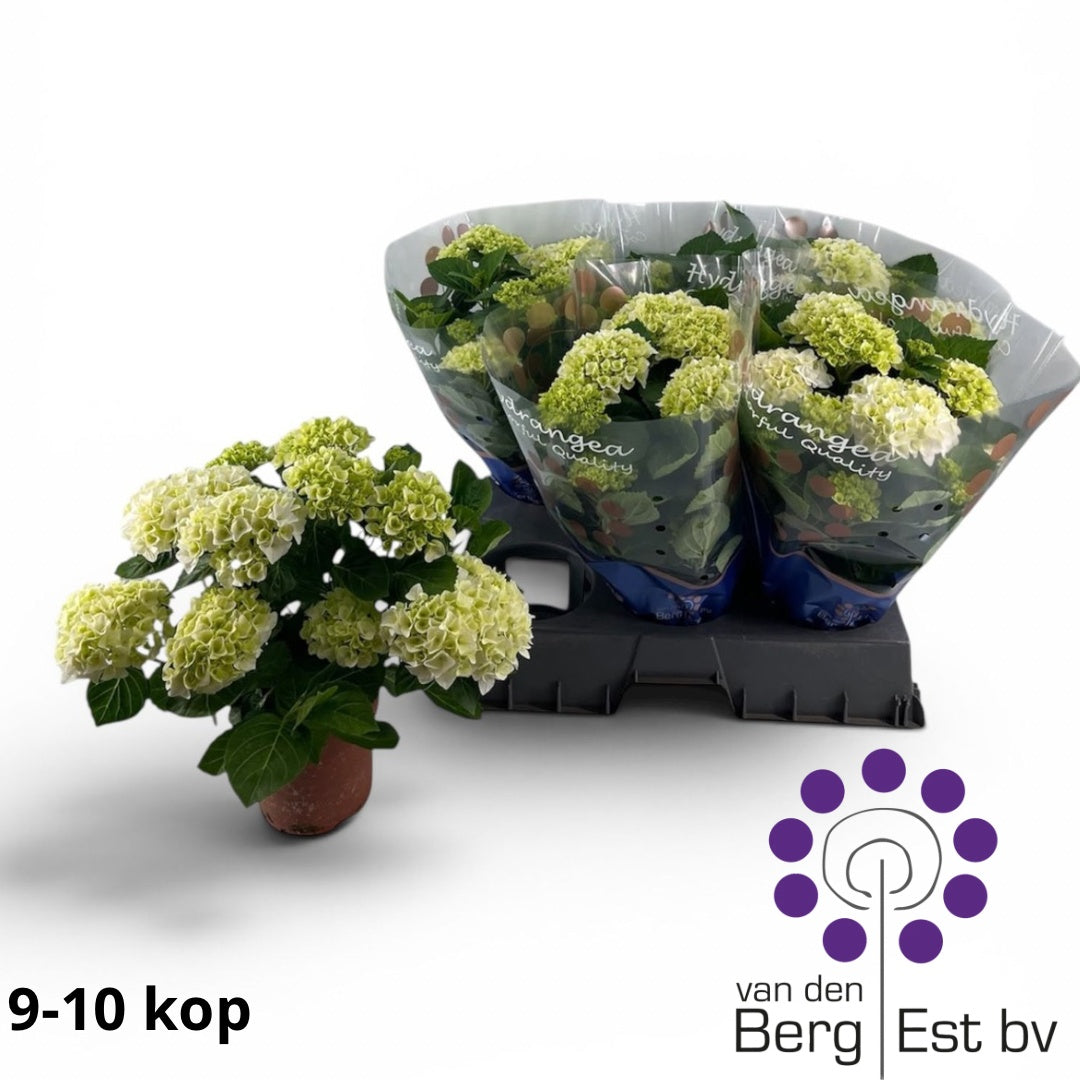 Hydrangea macr. Hi White Sun 35cm 14cm Pot