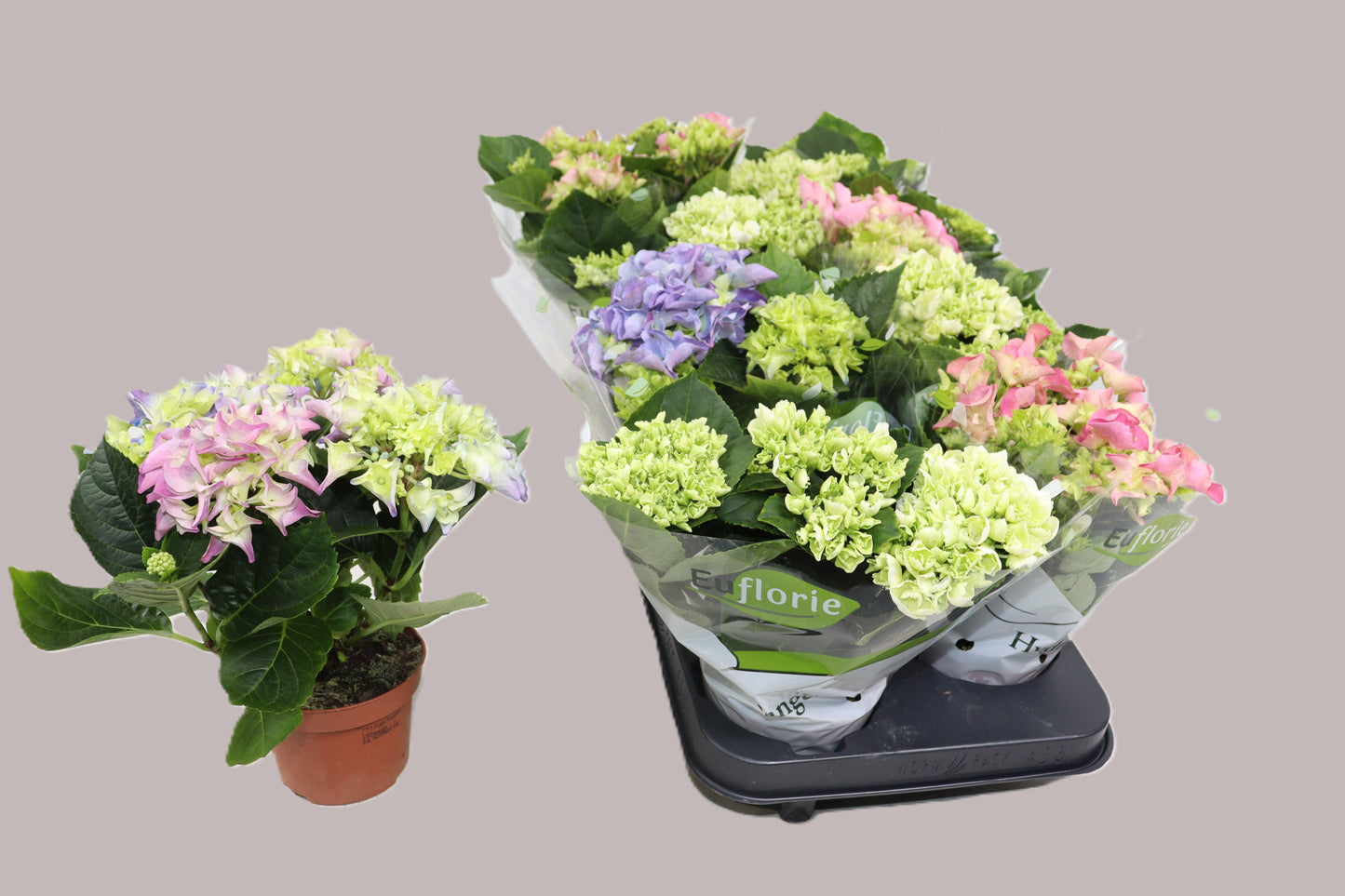 Hydrangea macrophylla mix 22cm 510cm Pot
