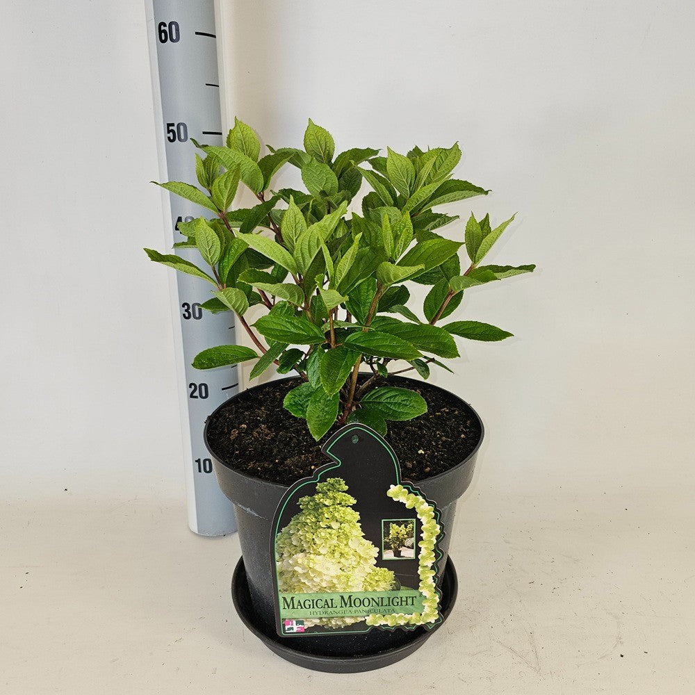 Hydrangea pan. Magical Moonlight 80cm 29cm Pot