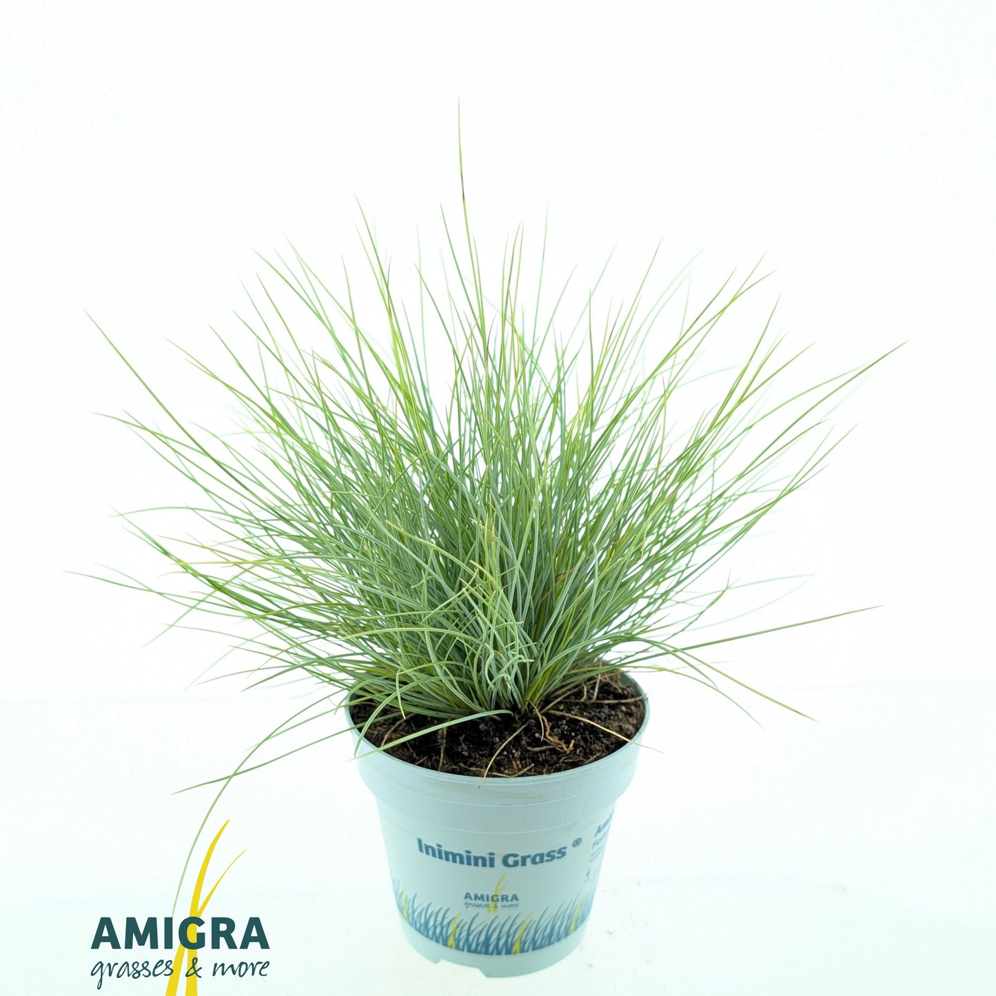 Festuca Amigold 25cm 510cm Pot