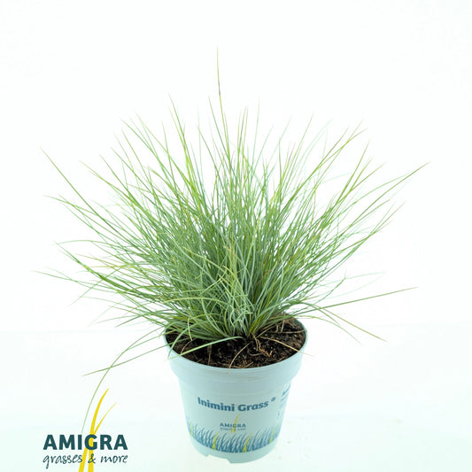 Festuca Amigold 25cm 510cm Pot