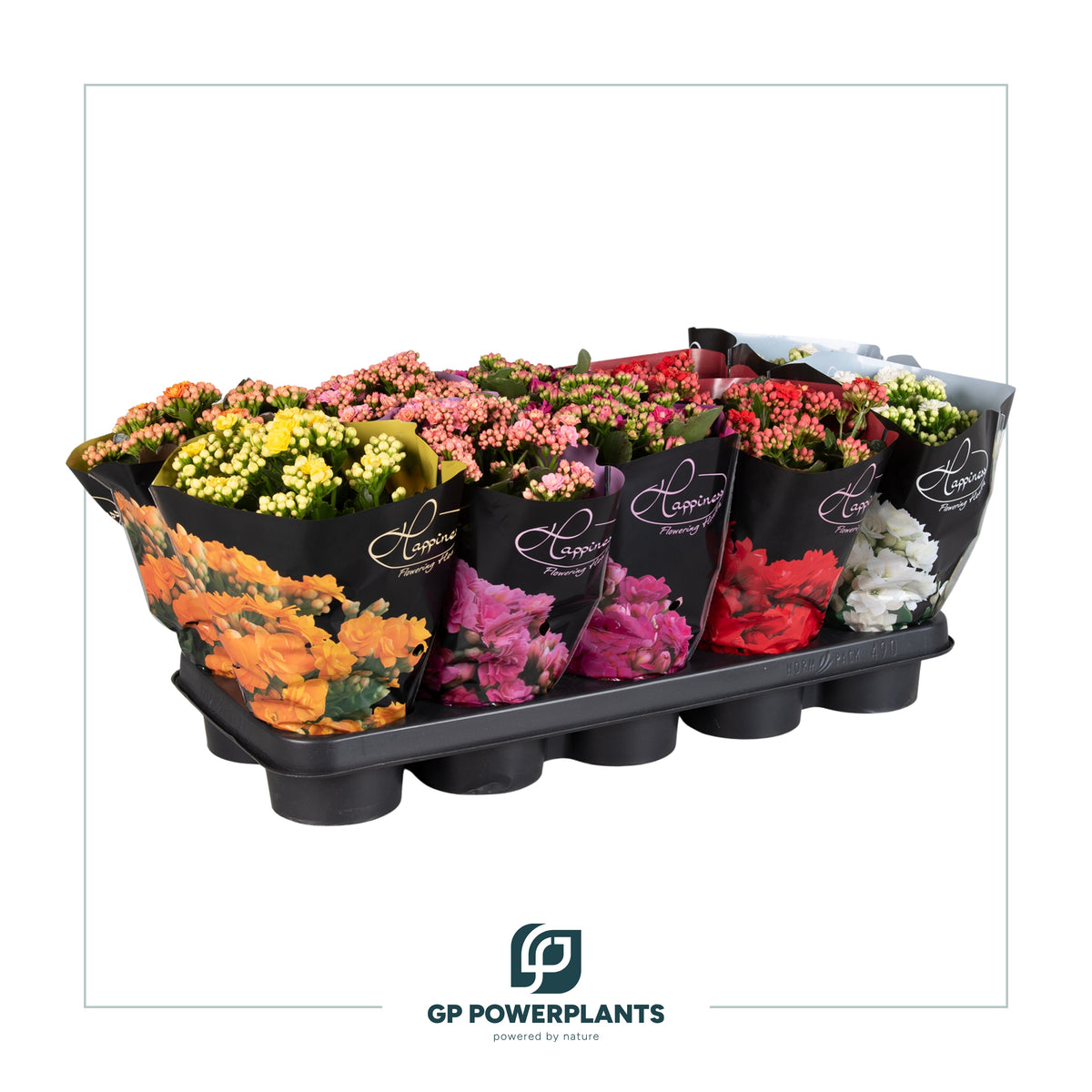 Kalanchoe Rose Flowers mix Happiness Deluxe 25cm 12cm Pot