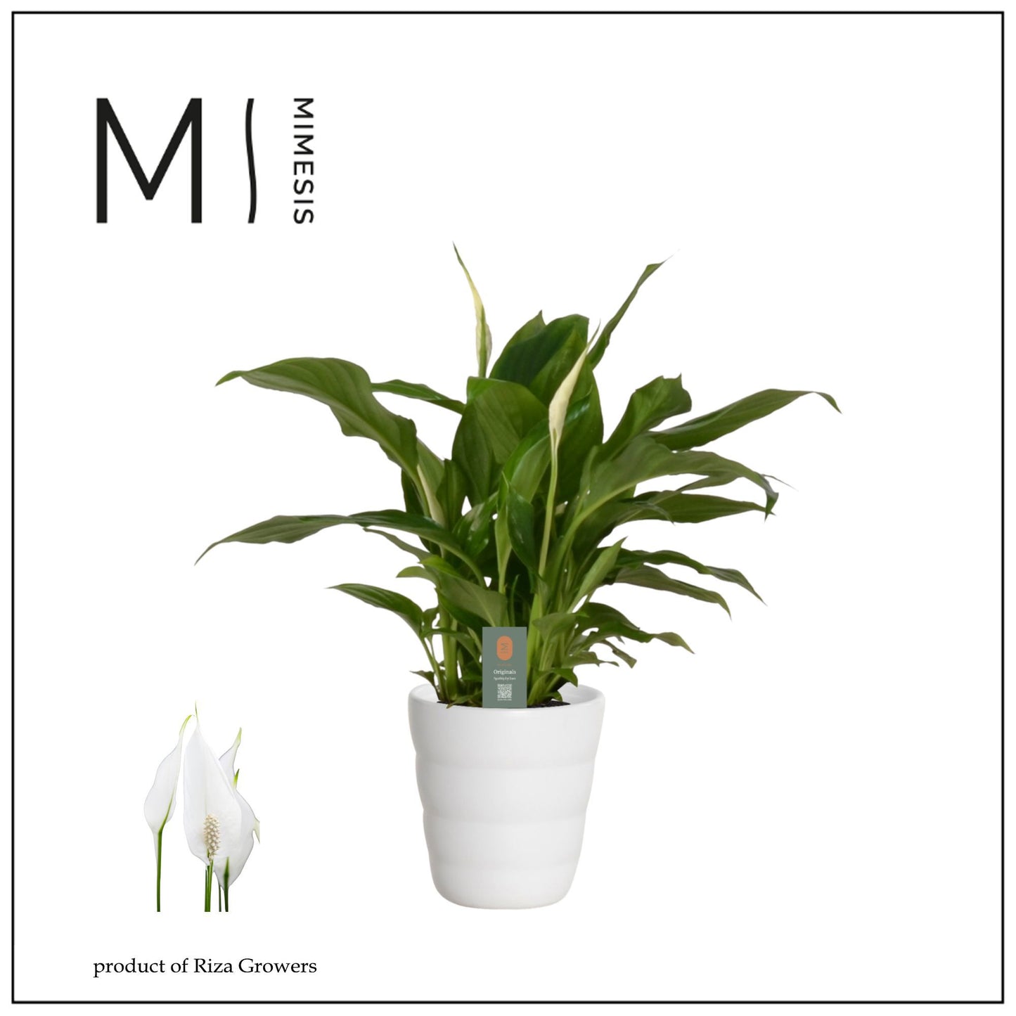 Spathiphyllum Chopin in ceramic 30cm 9cm Pot