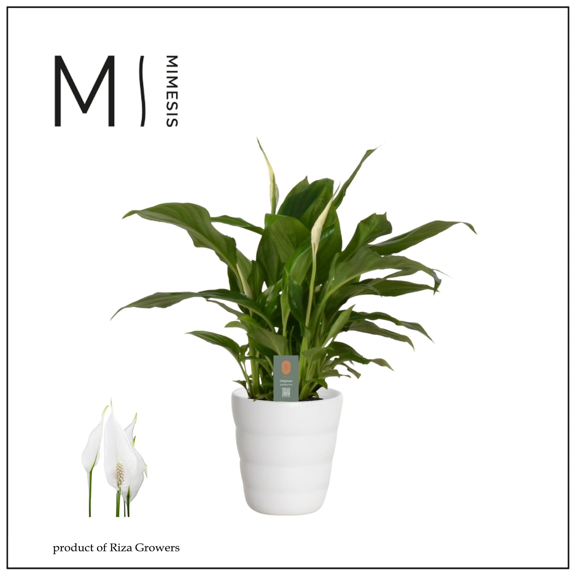 Spathiphyllum Chopin in ceramic 30cm 9cm Pot