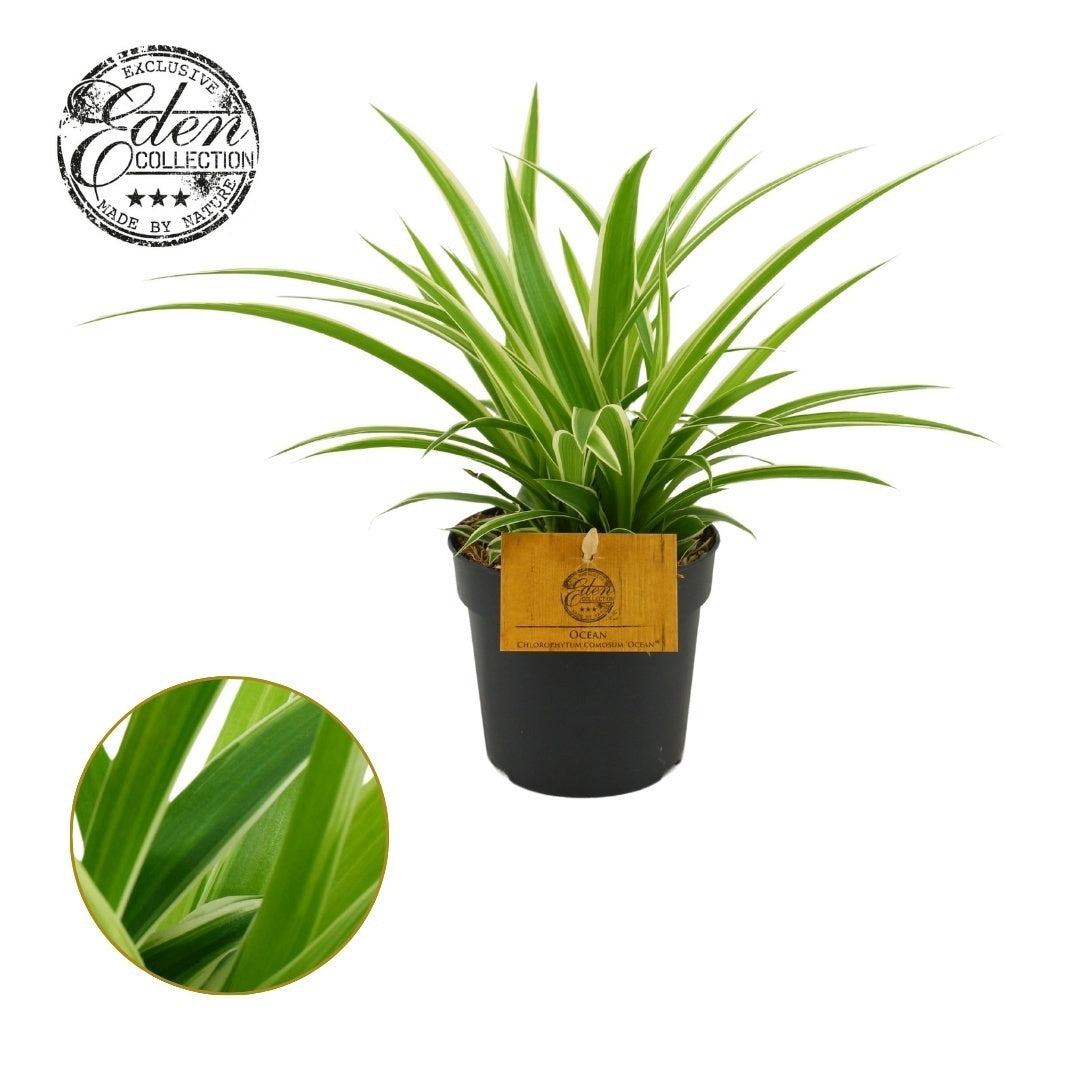 Chlorophytum Ocean 20cm 510cm Pot