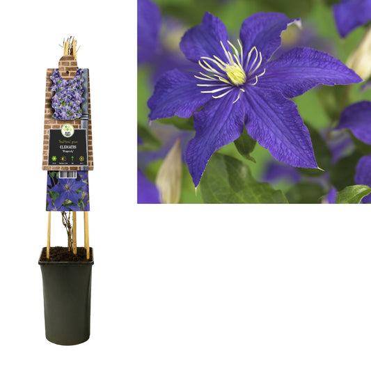 Clematis jac. Rhapsody 75cm 17cm Pot