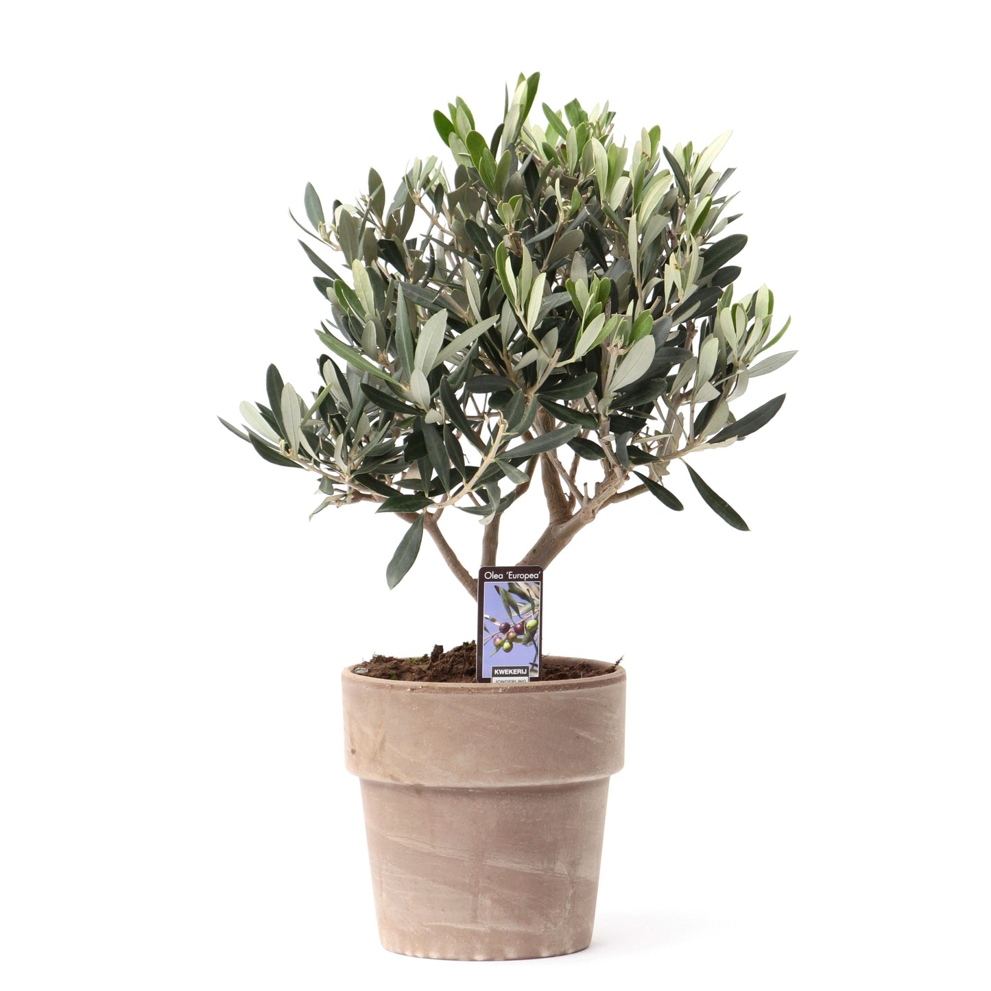 Olea europaea standard 35cm 16cm Pot