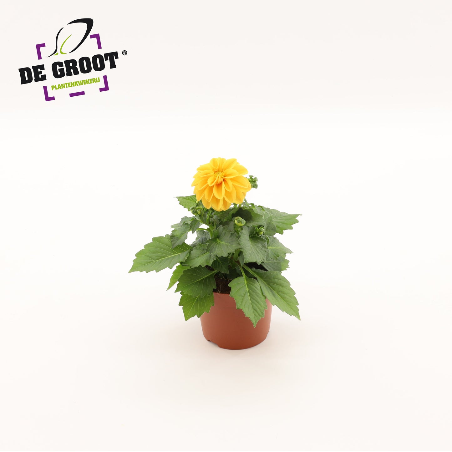 Dahlia orange 25cm 12cm Pot
