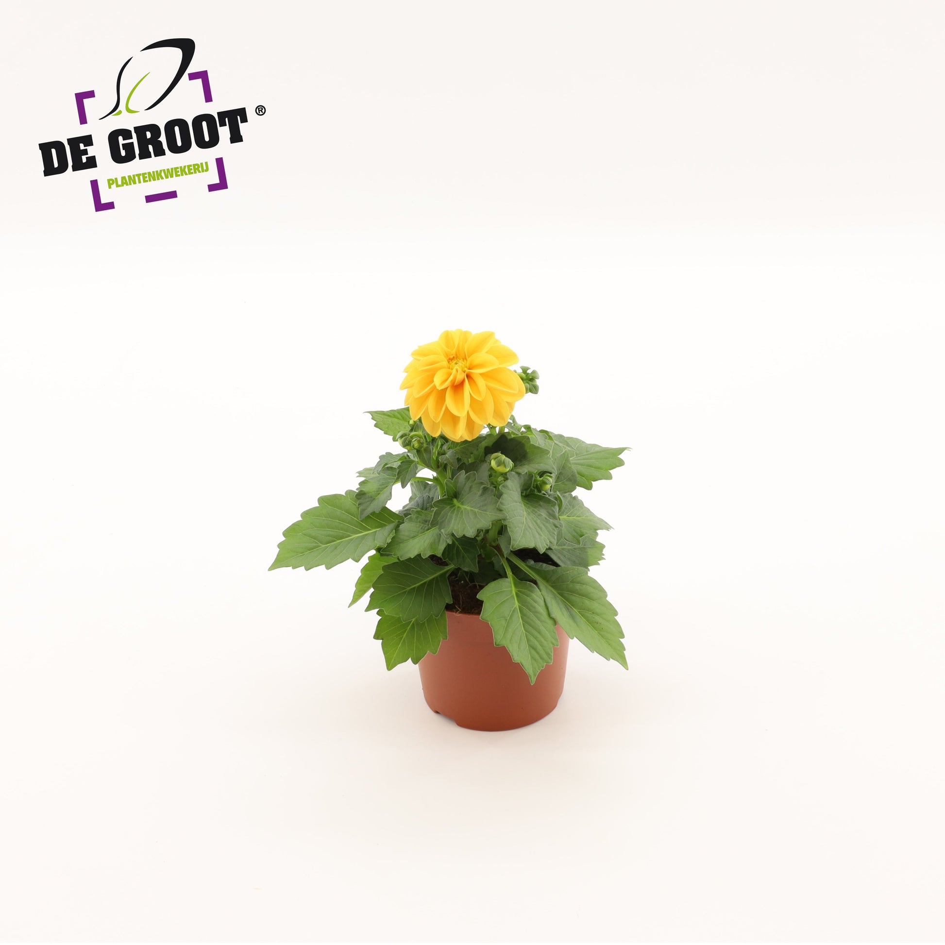 Dahlia orange 25cm 12cm Pot
