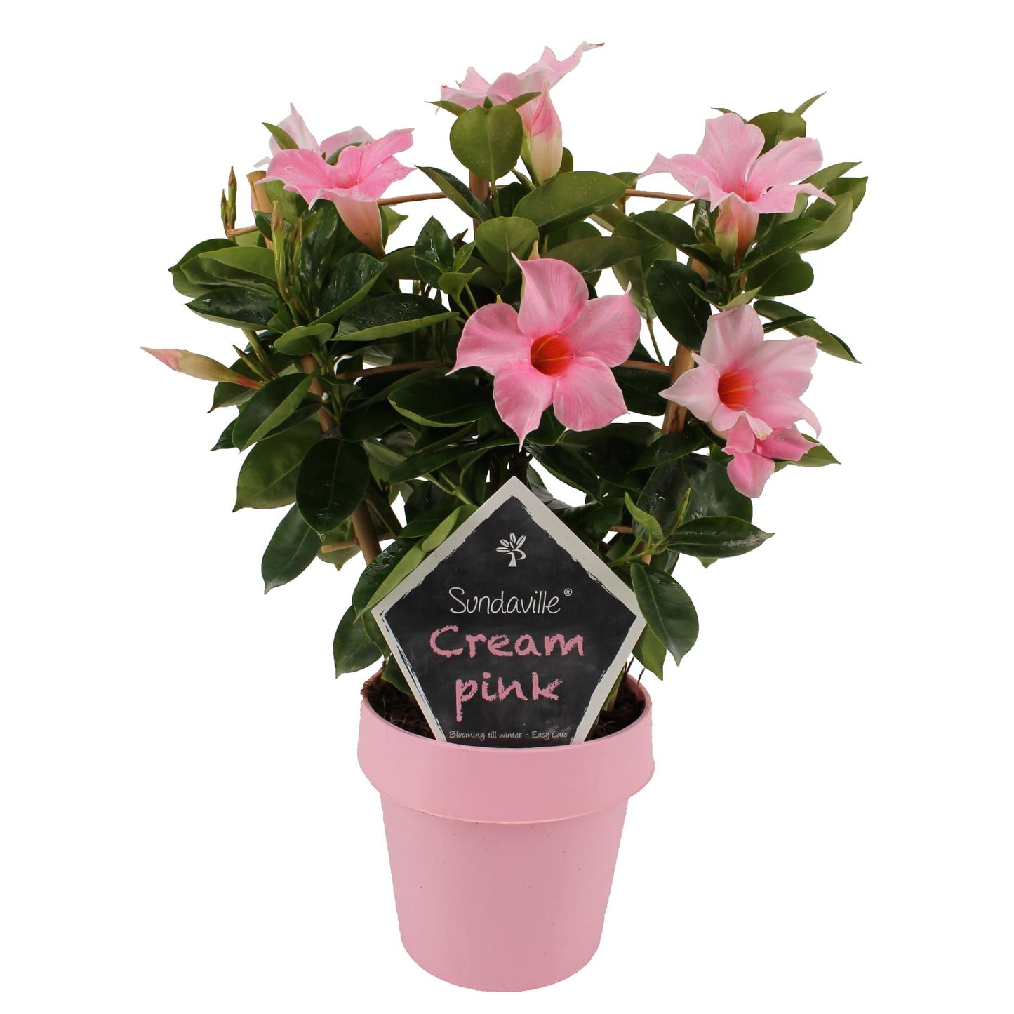 Mandevilla Cream Pink trellis 40cm 14cm Pot