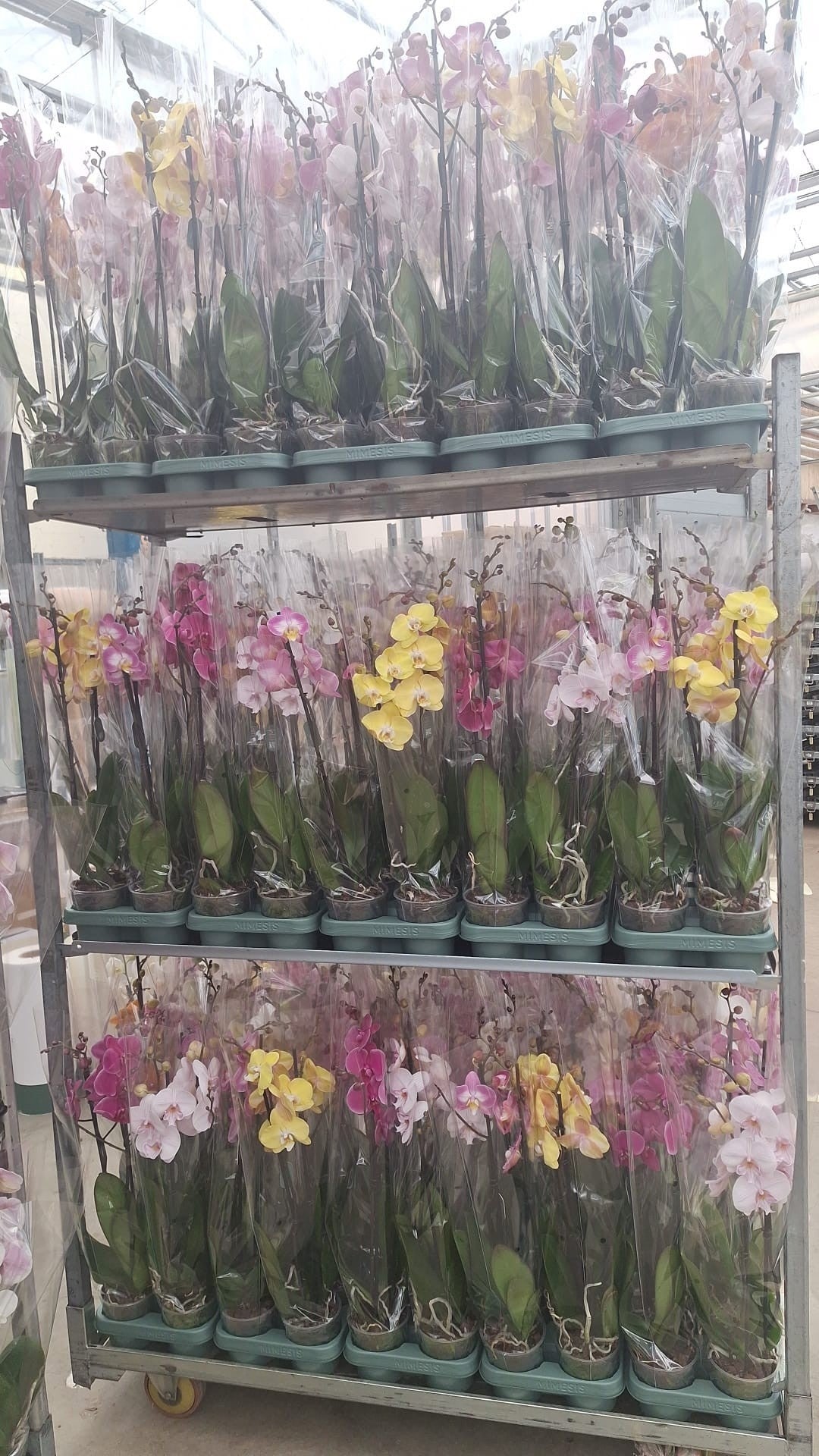 Phalaenopsis mix Mimesis 70cm 12cm Pot