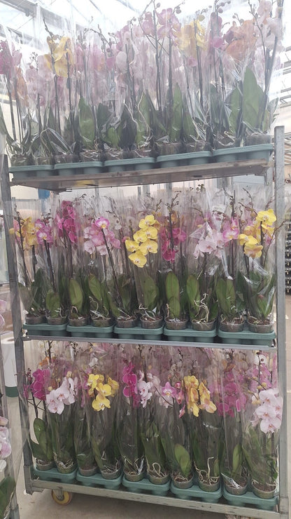 Phalaenopsis mix Mimesis 70cm 12cm Pot