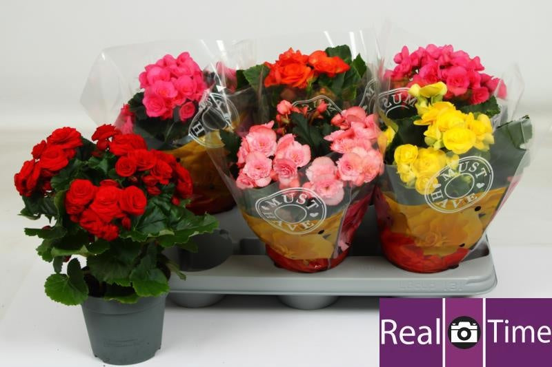 Begonia elatior  mix 32cm 14cm Pot